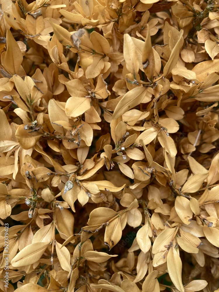 Brown dried up leaves of a box tree Brown dried up leaves of a box tree