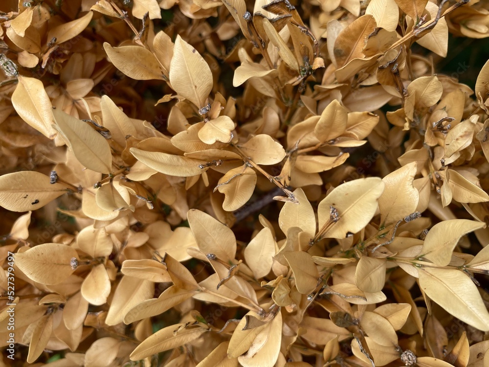Brown dried up leaves of a box tree Brown dried up leaves of a box tree