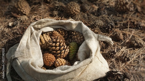 Pine cones in the forest. In a fabric bag, a lot, on the ground, they collect, a bunch, a package