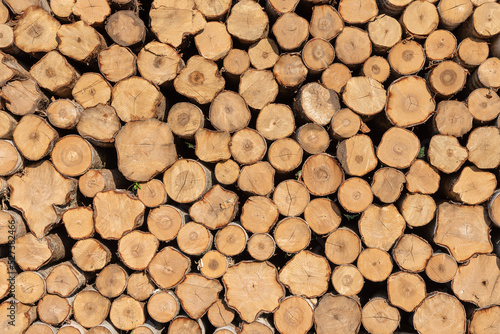 Sawn birch logs stacked in piles.