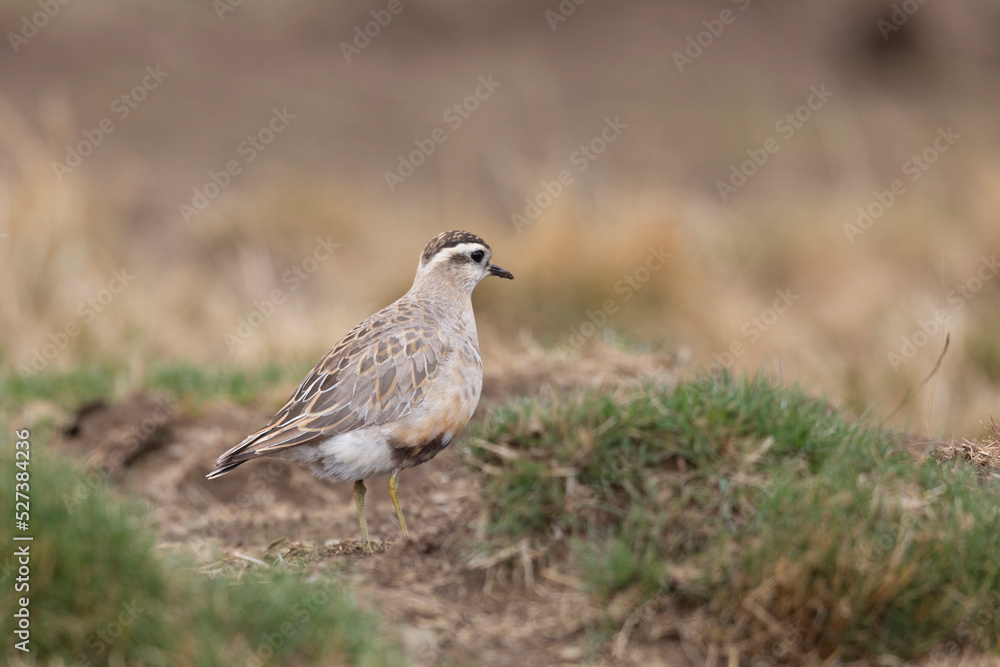 Eurasian dotterel (Charadrius morinellus) foraging through the heather of the Italy. Eurasian dotterel (Charadrius morinellus) foraging through the heather of the Italy.