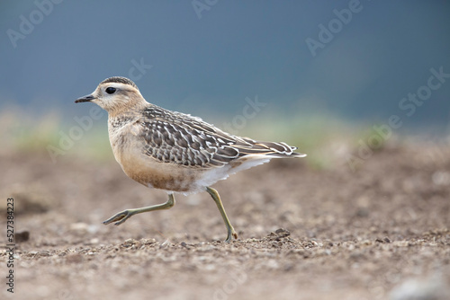 Eurasian dotterel (Charadrius morinellus) foraging through the heather of the Italy.