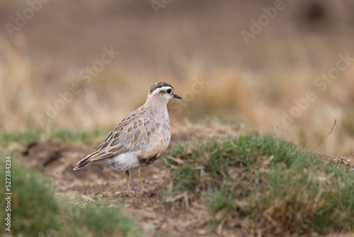 Wallpaper Mural Eurasian dotterel (Charadrius morinellus) foraging through the heather of the Italy. Torontodigital.ca