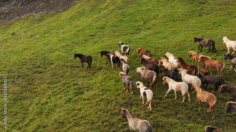 Icelandic horses grazing in the field. Icelandic horses grazing in the field.