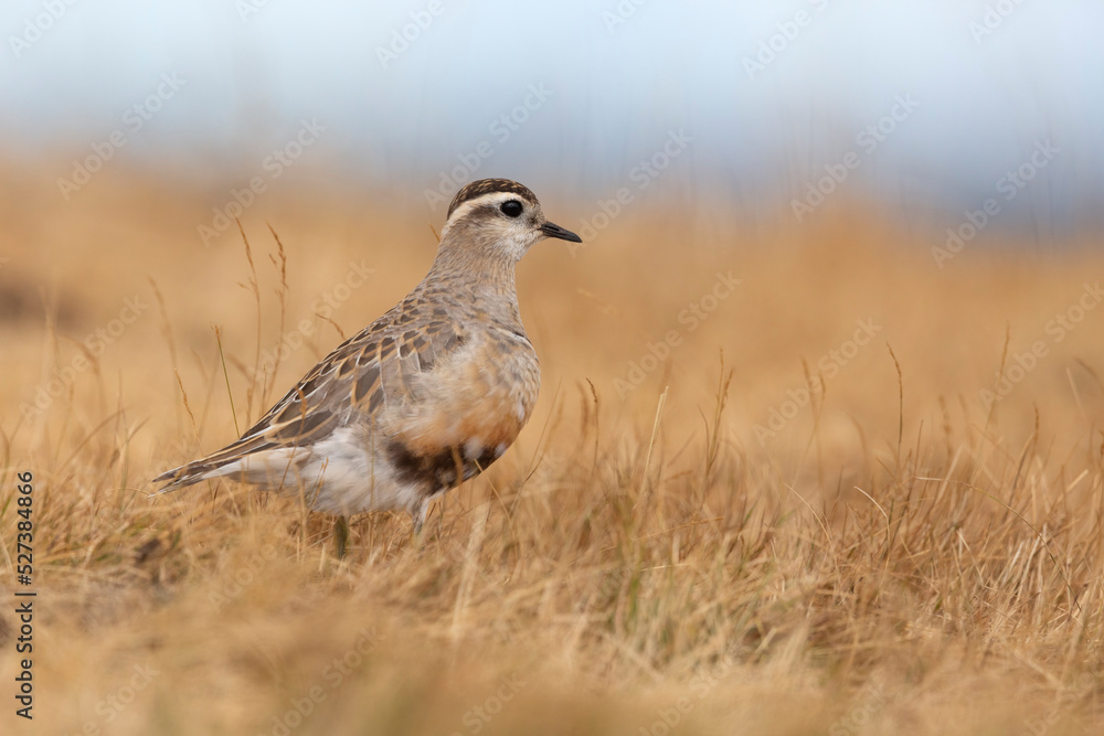 Eurasian dotterel (Charadrius morinellus) foraging through the heather of the Italy. Eurasian dotterel (Charadrius morinellus) foraging through the heather of the Italy.