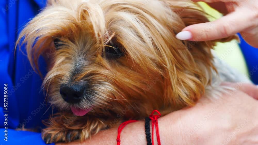 Close-up of a caucasian blonde woman holding and stroking a small dog of the breed yoksher terrier .pets and people..Woman petting and hugging her dog. Close-up of a caucasian blonde woman holding and stroking a small dog of the breed yoksher terrier .pets and people..Woman petting and hugging her dog.
