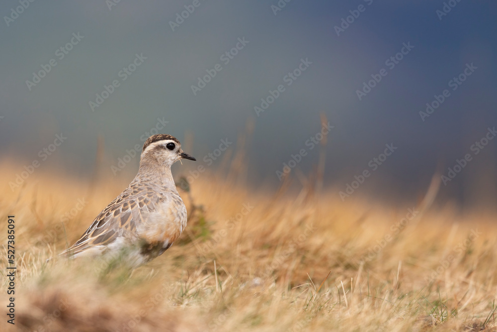 Eurasian dotterel (Charadrius morinellus) foraging through the heather of the Italy. Eurasian dotterel (Charadrius morinellus) foraging through the heather of the Italy.