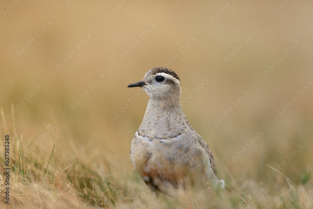 Eurasian dotterel (Charadrius morinellus) foraging through the heather of the Italy. Eurasian dotterel (Charadrius morinellus) foraging through the heather of the Italy.