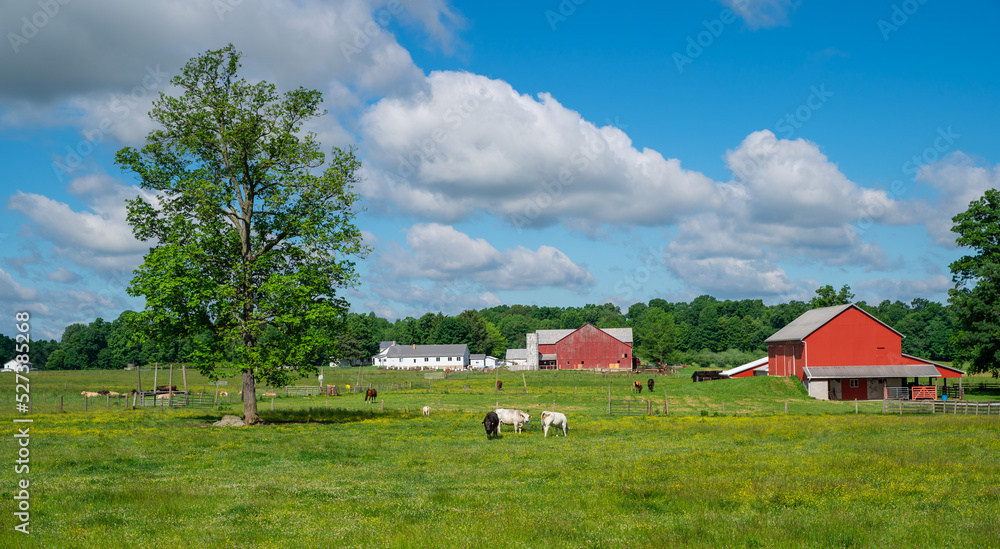 Amish farm with red barns and grazing livestock in the lush green countryside of Holmes County, Ohio Amish farm with red barns and grazing livestock in the lush green countryside of Holmes County, Ohio