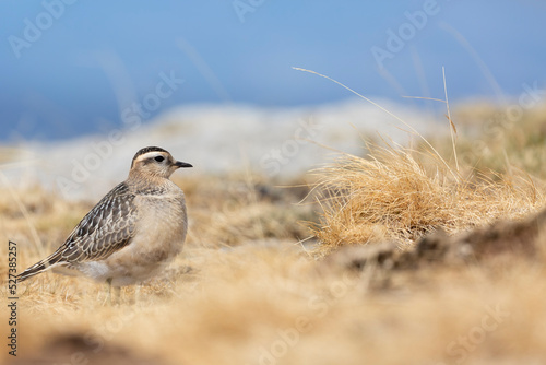 Eurasian dotterel (Charadrius morinellus) foraging through the heather of the Italy.