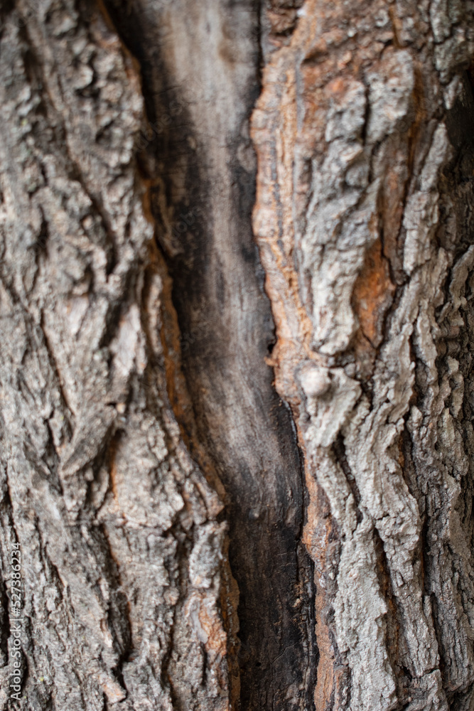 Tree in Tbilisi, Georgia.

July 2022