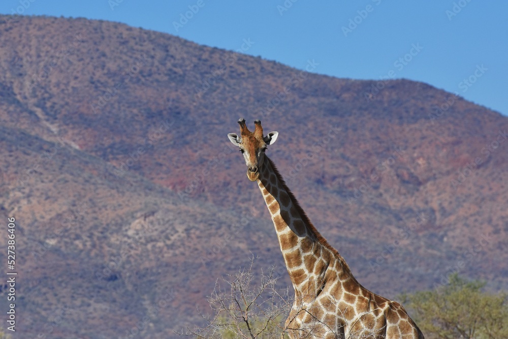 Obraz premium Afrikanische Steppengiraffe (giraffa camelopardalis) im Erongo Gebirge in Namibia. 