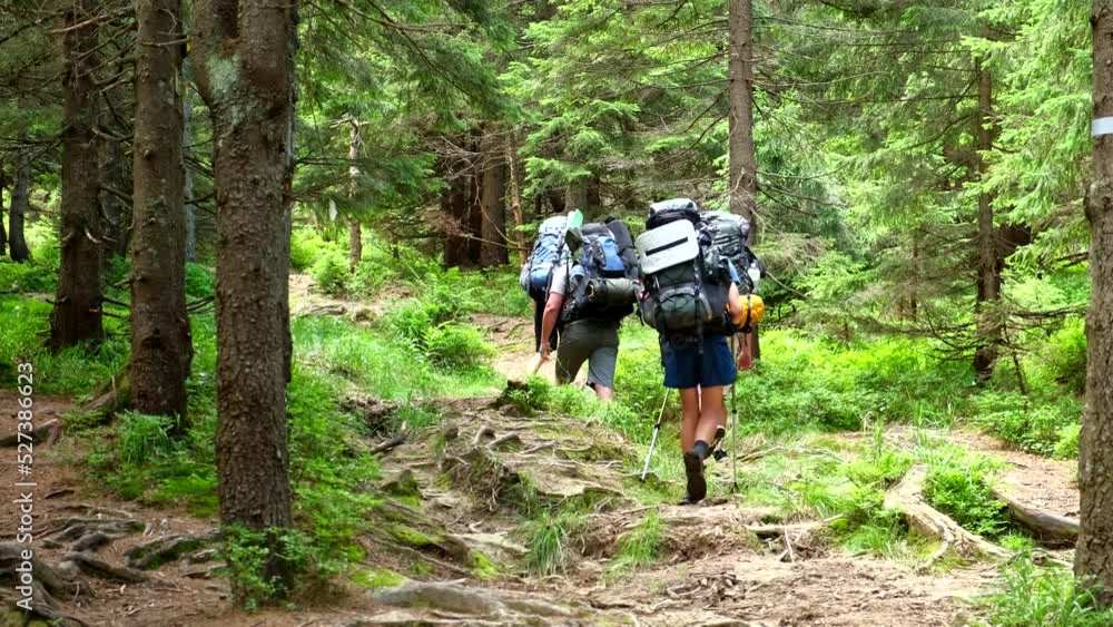 tourists hikers walking by forest trail tourists hikers walking by forest trail