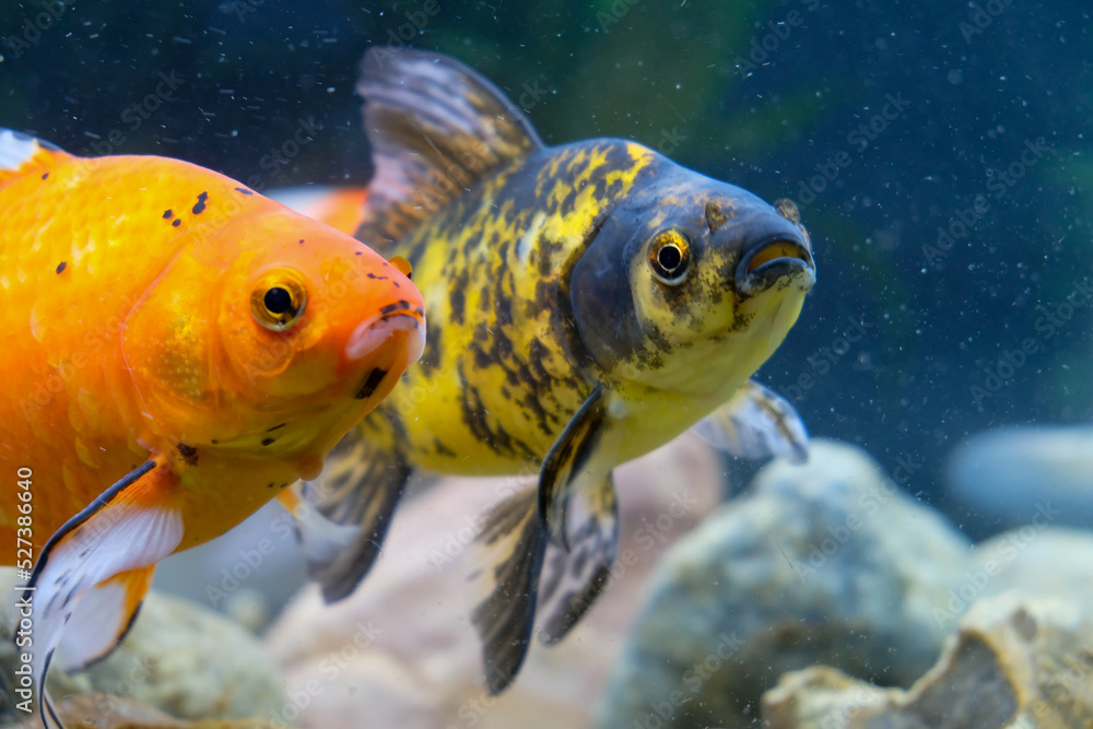 Colorful pond crucibles, aquarium swimming, fish crucian Karaś