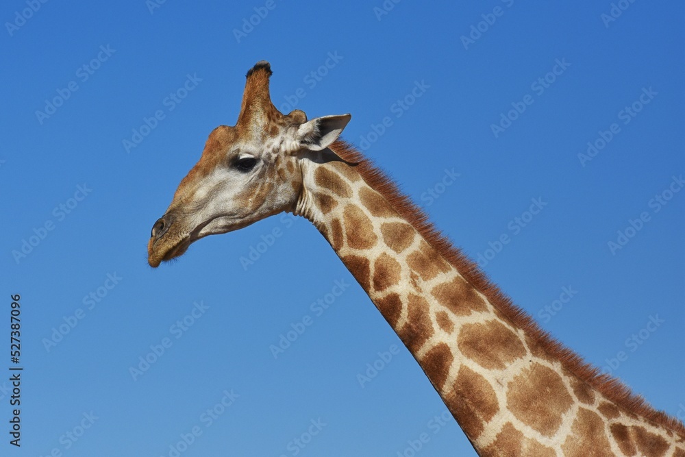 Afrikanische Steppengiraffe (giraffa camelopardalis) im Erongo Gebirge in Namibia. 