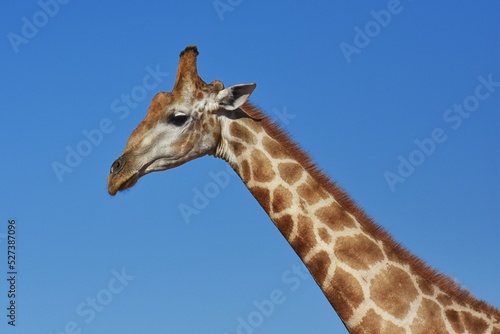 Afrikanische Steppengiraffe (giraffa camelopardalis) im Erongo Gebirge in Namibia.  © anni94