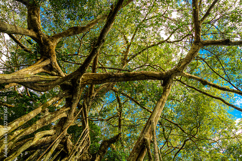 tree in the Amazonia rainforest, Brazil