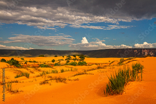 Yellow dunes from Jalapão, Brazilian Savannah, Brazil