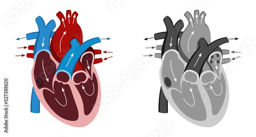 Human Heart Anatomy Vector Image