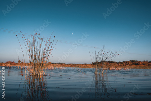 Lakeside view with moon and plants