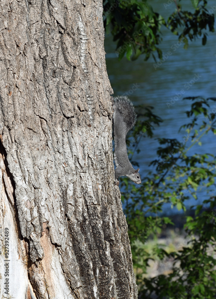 Obraz premium Gray Squirrel Having a Stretch Near the Sacramento River, Red Bluff, California