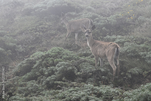 Black-tailed Does in the Fog Near Point Reyes Lighthouse, California