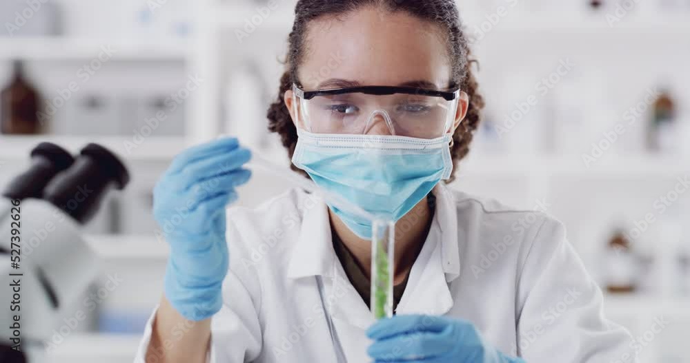 Plants botanist, test tube scientist and experiment in chemistry laboratory for science research, medicine and healthcare innovation. Woman studying herb ecology, green analysis and growth results Plants botanist, test tube scientist and experiment in chemistry laboratory for science research, medicine and healthcare innovation. Woman studying herb ecology, green analysis and growth results