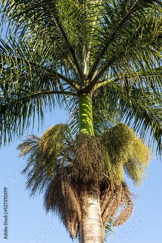 Redf ruit berry seeds growing on a tropical King Palm Tree.Species Archontophoenix cunninghamian. Also know as Bangalow palm and Illawara palm. Golden hour. photo