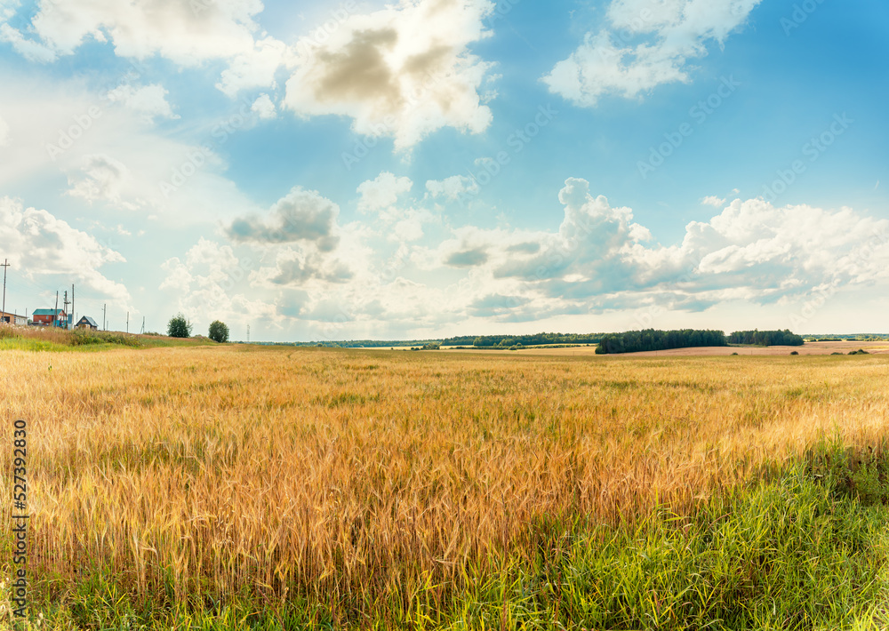 Landscape of a ripe wheat, rye field against the background of the summer sky.
