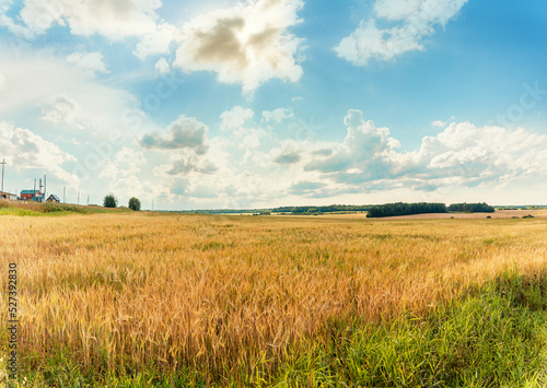 Landscape of a ripe wheat  rye field against the background of the summer sky.