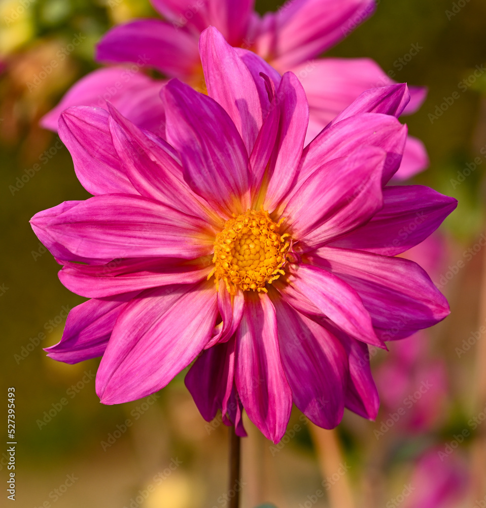 Beautiful close-up of a pink dahlia Beautiful close-up of a pink dahlia