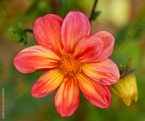 Beautiful close-up of a bicolor dahlia