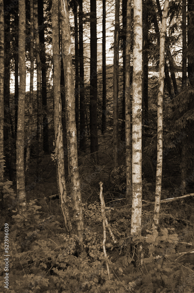 Obraz premium Forest on a summer day in Central Norway