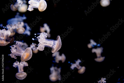 Obraz na płótnie Close-up Of Jellyfish