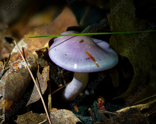 Cortinarius Iodes