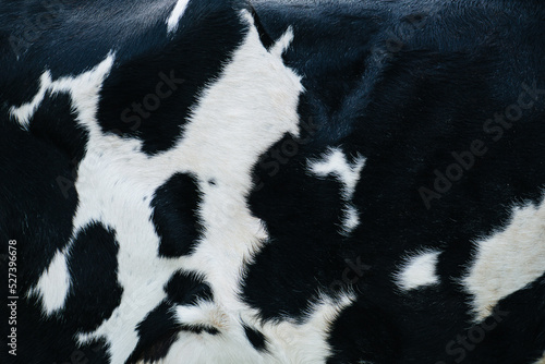 Black and white cow hide texture. Front shoulder close up.