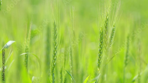 Wheat green crops growing in a field. Ripening ears of meadow wheat field. Close up. Slow motion.