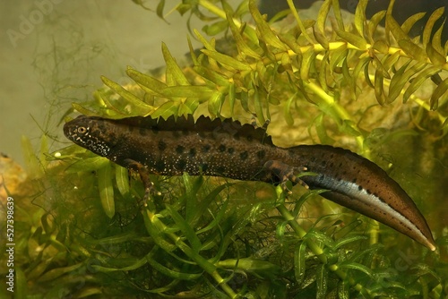 Closeup on an aquatic male Danube crested newt, Triturus dobrogicus, underwater photo