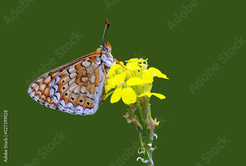 A marsh fritillary on a yellow flower photo