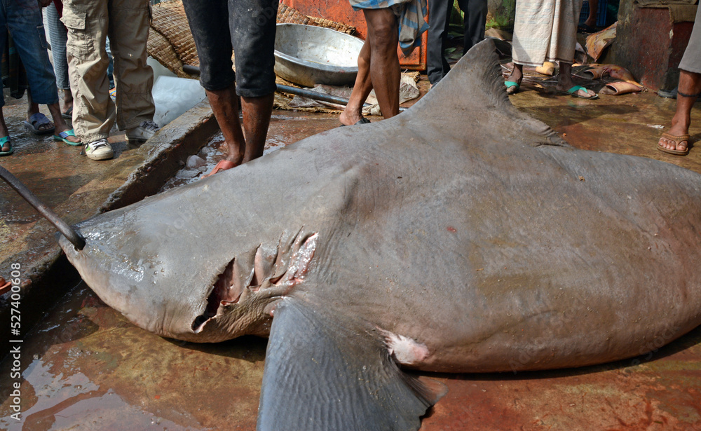 Naklejka premium Hunters are killing sharks in the sea. Sharks are becoming extinct