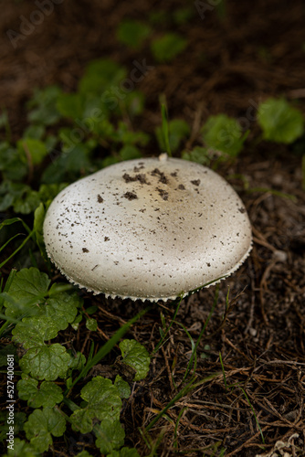 Close up of single Lactifluus vellereus mushroom in the wild