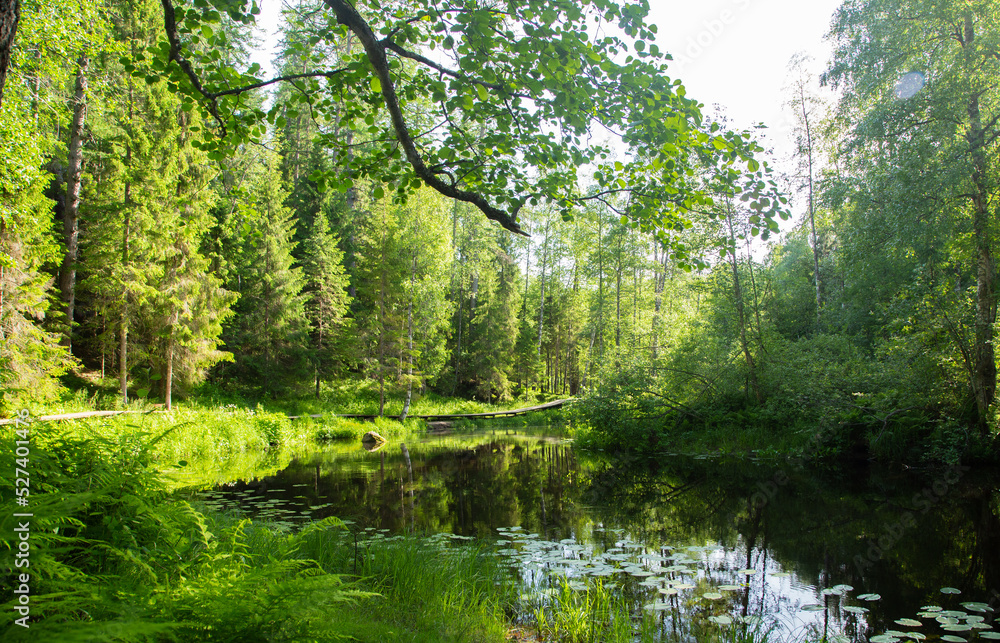 Dense green forest and pond. Tourism in the warm season. Dense green forest and pond. Tourism in the warm season.
