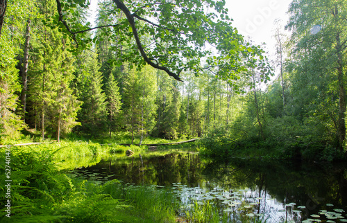 Dense green forest and pond. Tourism in the warm season. © Diana
