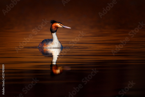 The great crested grebe is a member of the grebe family of water birds photo