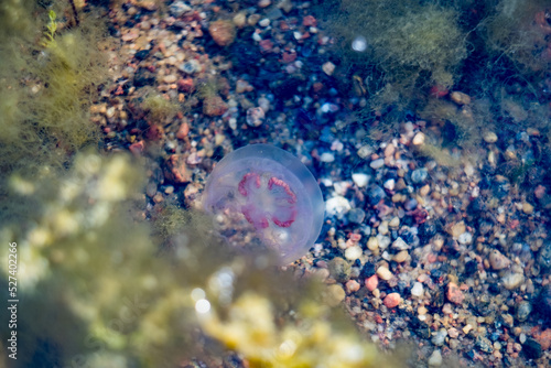 Fototapeta Naklejka Na Ścianę i Meble -  Moon jellyfish. Jellyfish swimming in Baltic Sea during hot summer day. Shot through water.