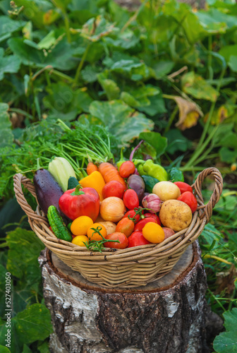 Harvest vegetables in the garden. Selective focus.