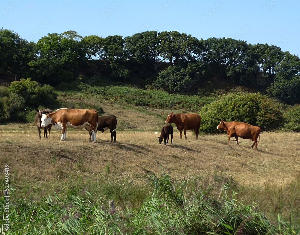 Cattle in Sussex