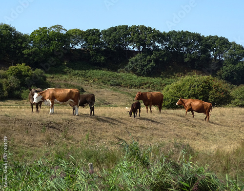 Fototapeta Naklejka Na Ścianę i Meble -  Cattle in Sussex