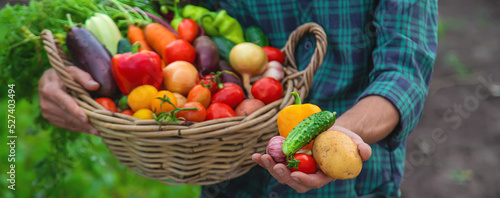 A man with a harvest of vegetables in the garden. Selective focus.