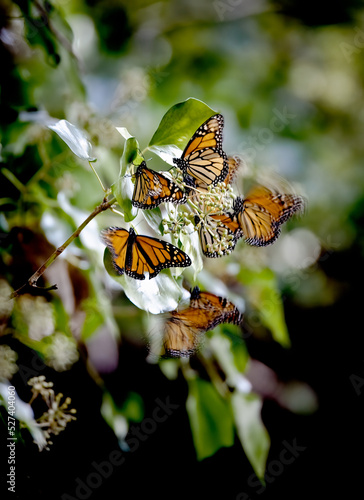 Close-up of Monarch Butterflies of Pacific Grove, CA feeding on leafy branch